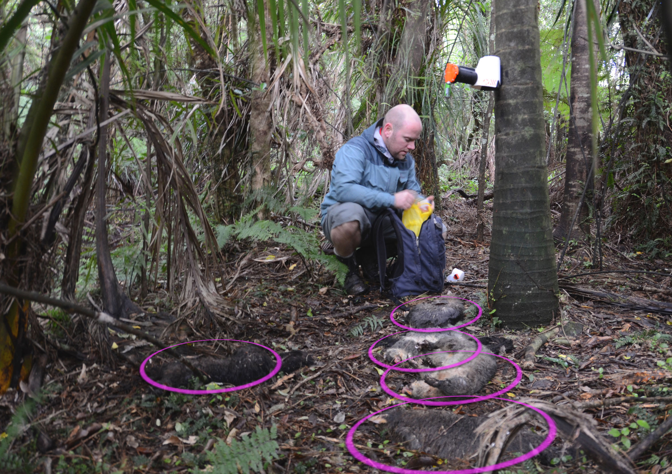 Goodnature A12 Automatic Humane Possum Trap Best Awards