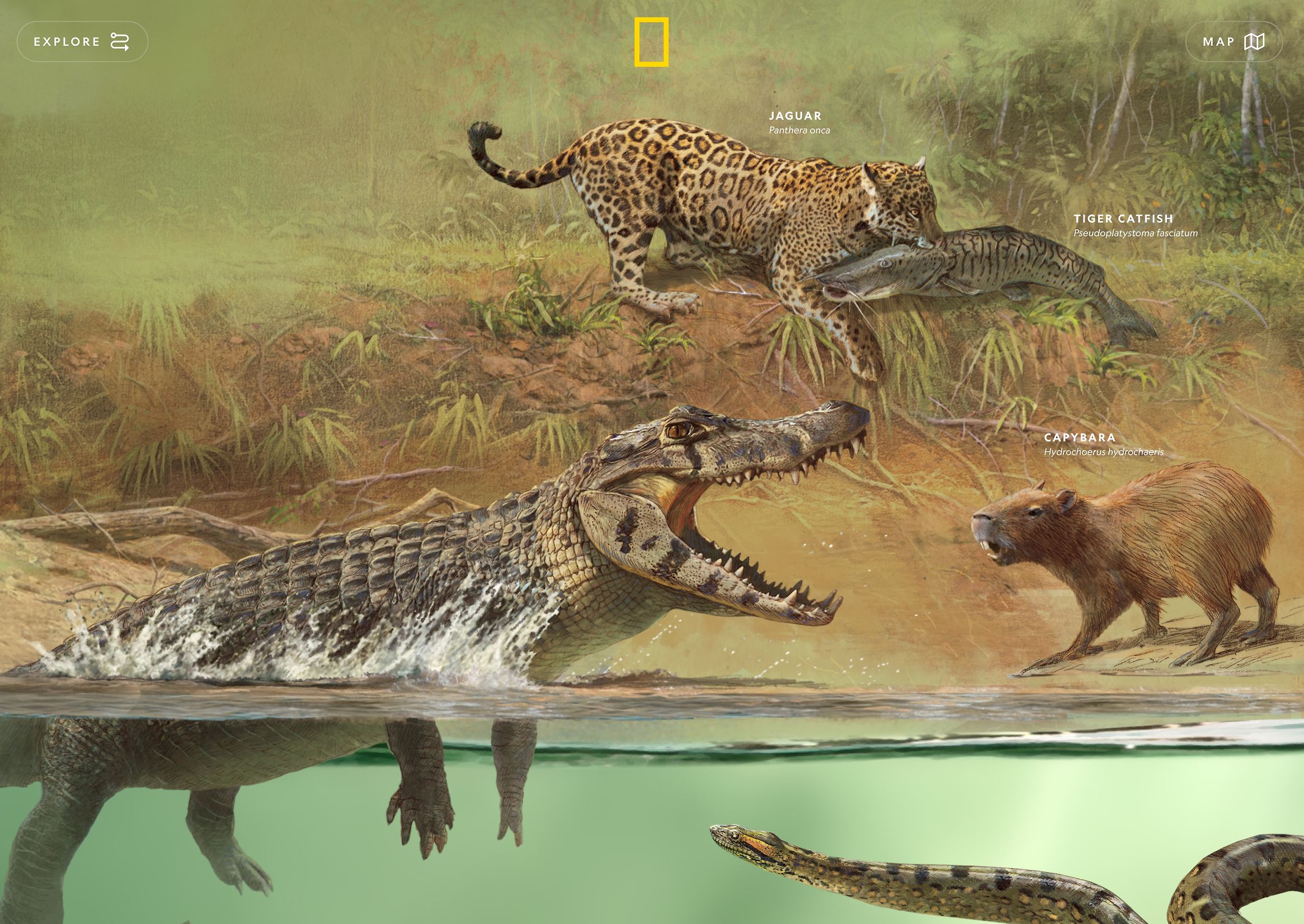 Into the Amazon | National Geographic | Best Design Awards